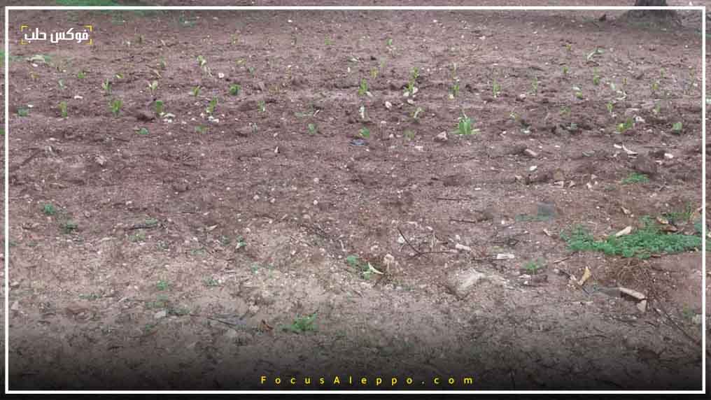 تأخر الأمطار أدى إلى تلف المحاصيل الزراعية في إدلب