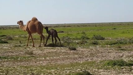 تربية الإبل في الشمال السوري…صعوبات في تربيتها وإقبال ضعيف على لحومها