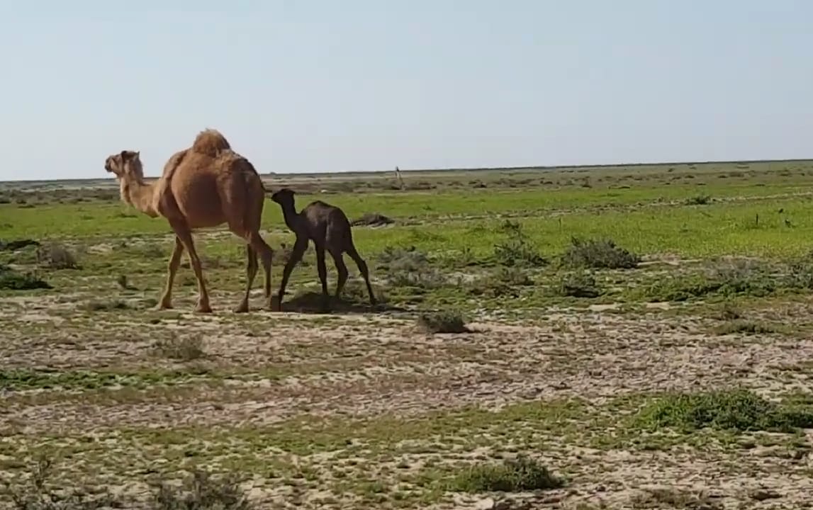 تربية الإبل في ريف حلب الغربي -فوكس حلب