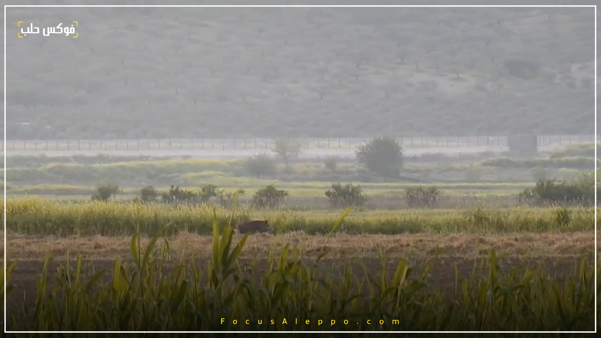 أحد الحيوانات الشرسة بالقرب من الحدود السورية التركية