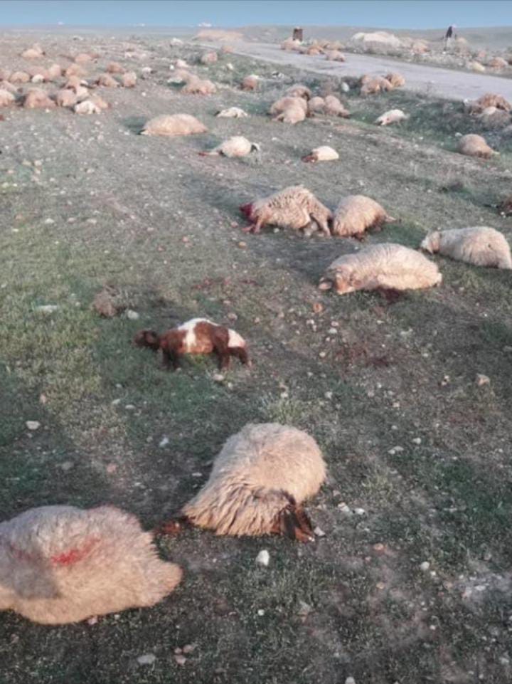 الصورة من الانترنت