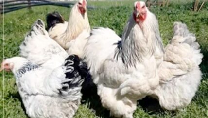 تربية دجاج الزينة في إدلب “شيكار وبيكار”