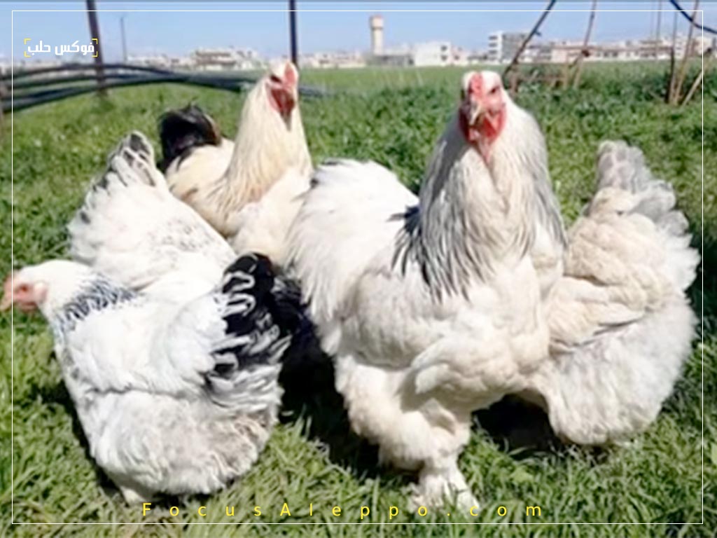 تربية دجاج الزينة في إدلب