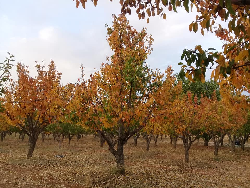 حقول في "رنكوس" -إنترنت