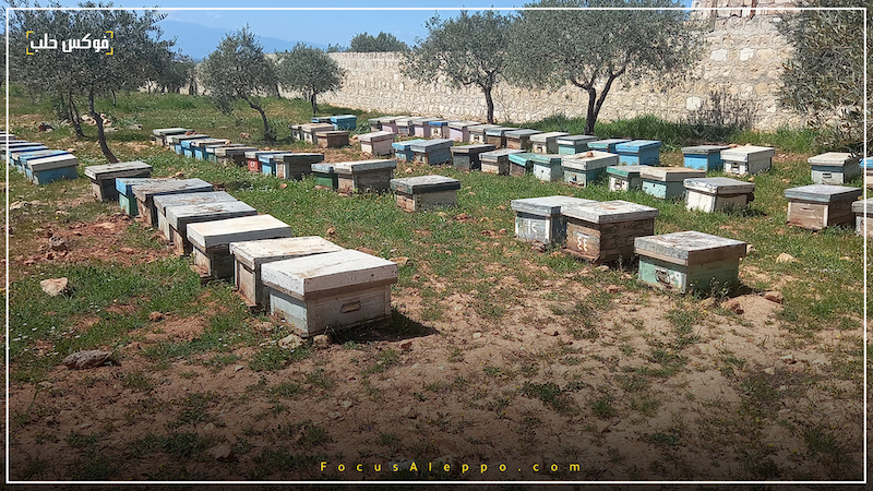 صورة من إحدى المناحل في أدلب.