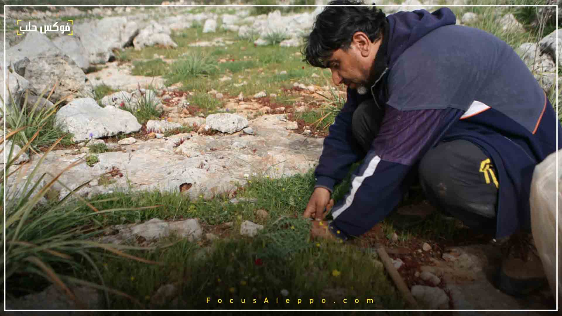 قطاف النباتات العشبية في إدلب