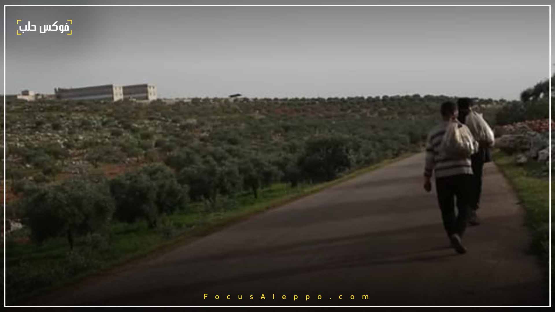 قطاف النباتات العشبية في إدلب