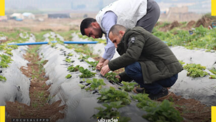 الفريز زراعة ناشئة في منطقة عفرين