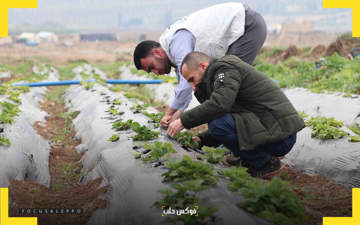 زراعة الفريز الناشئة في منطقة عفرين