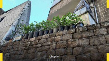  نباتات الزينة تُهجّر من أحواضها إلى شرفات منازل النازحين وربات المنازل فقدن الاهتمام