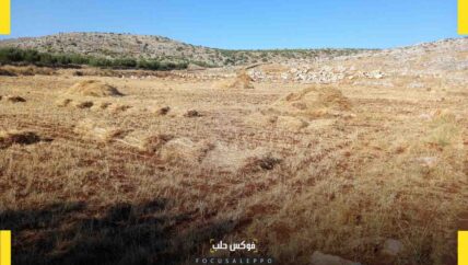 التغيرات المناخية تتسبب بخسارة مزارعي البرسيم في إدلب