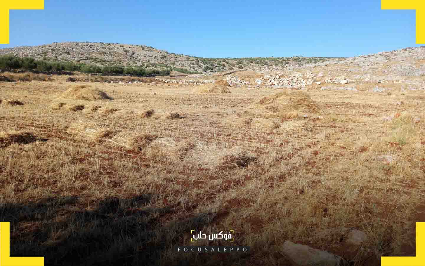 من حصاد البرسيم في إدلب