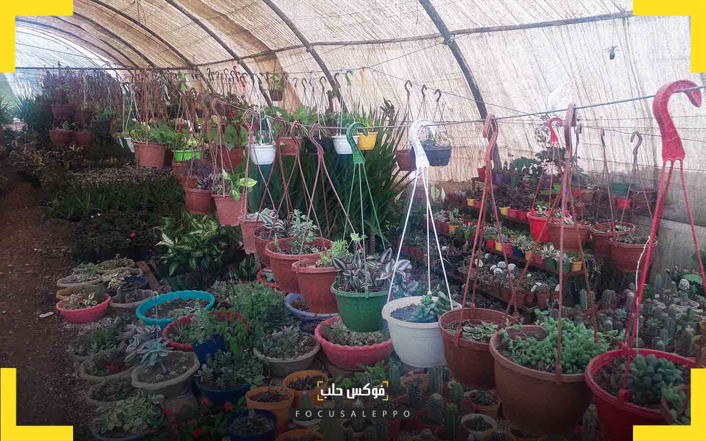 نباتات الزينة في إدلب