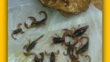 المصل المضاد للدغات العقارب والأفاعي.. ندرة العلاج المجاني وأسعار باهظة في المشافي الخاصة