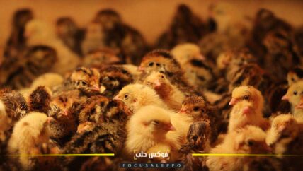 طائر الفري إنتاج وفير يعبر مدن الشمال السوري عبر “واتس آب”