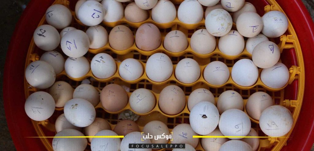 الصورة: بيض لأنواع مختلفة من الطيور منها طائر الفري ودجاج الزينة في مفقس ببلدة زردنا شمالي إدلب.