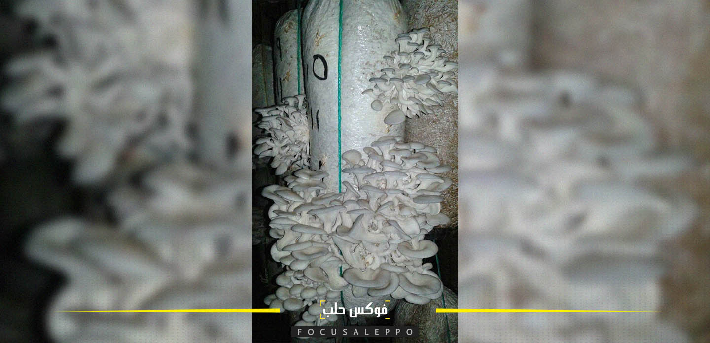 زراعة الفطر داخل أكياس في إدلب 