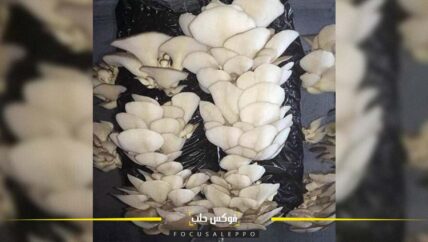 زراعة الفطر باستخدام التبن وأكياس الخام والبيوت البلاستيكية