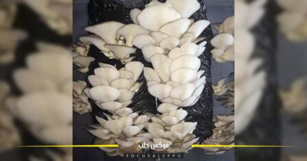 عوامل الطقس تحرم أصحاب زراعة الأنفاق الفائدة المرجوة من زراعتهم