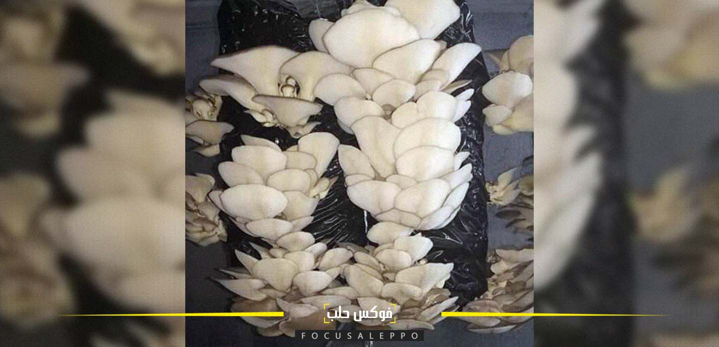 زراعة الفطر في الشمال السوري