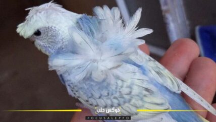 مربو الطيور في إدلب ينتجون طيوراً هجينة بمواصفات عالمية