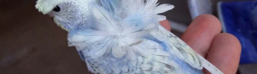 مربو الطيور في إدلب ينتجون طيوراً هجينة بمواصفات عالمية