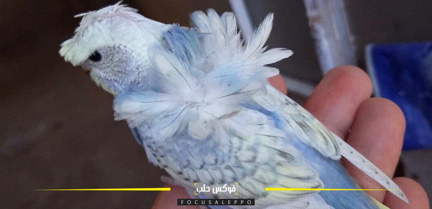 مربو الطيور في إدلب يهجنون أنواعاً جديدة من طيور الزينة