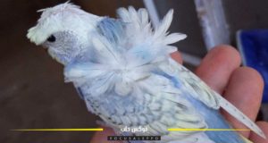 مربو الطيور في إدلب يهجنون أنواعاً جديدة من طيور الزينة