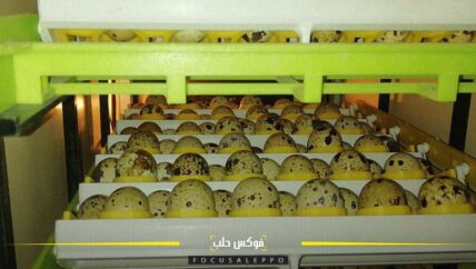 المفاقس.. فرصة عمل لمئات الشباب في إدلب