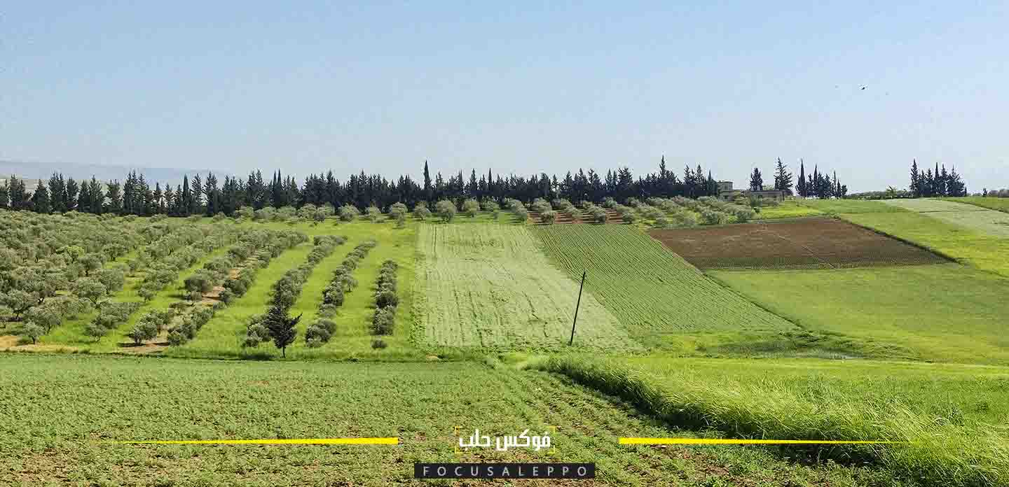 زراعة الحمص في إدلب