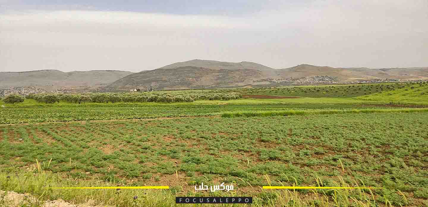 زراعة الحمص في إدلب 