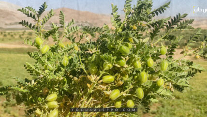  الحمص في أعلى أسعاره منذ سنوات.. “عين على صندويشة الفلافل وصحن الفتة”  