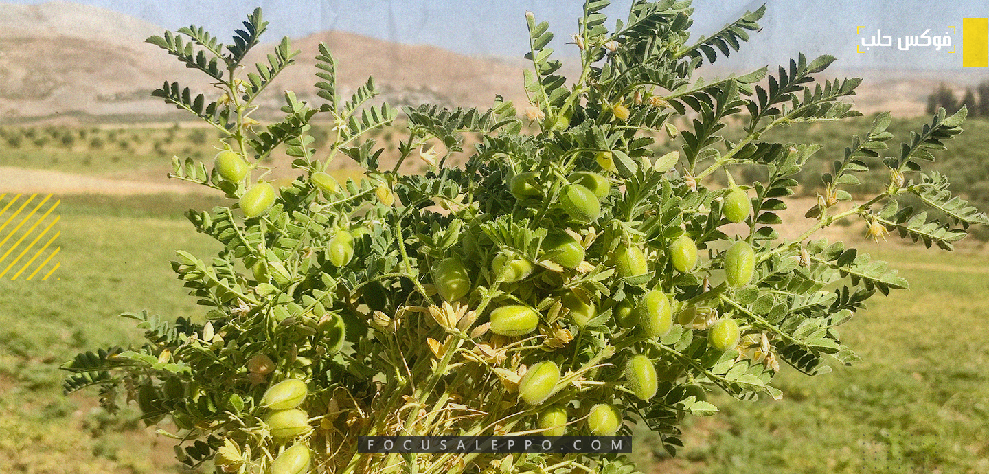زراعة الحمص في إدلب