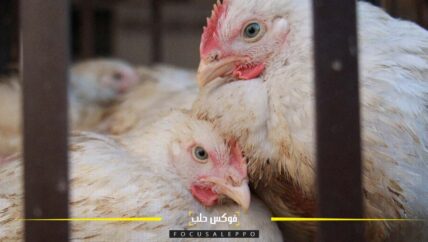 الفروج  يتصدر موائد الطعام في إدلب وقوائم الأطباق في مطاعمها