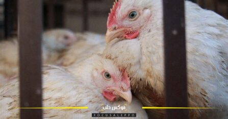 لضبط الميزانية.. تعديلات تدخل على أطباق شهيرة في المطبخ السوري