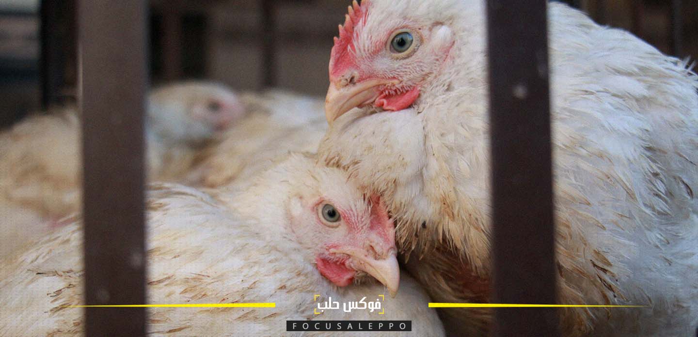 الفروج في أحد محلات البيع في إدلب