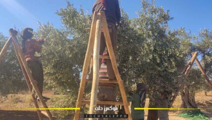 الزيتون في عفرين .. قطاف قبل أوانه وبيع دون منافسة