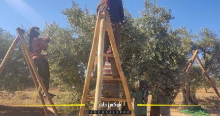 تقليم أشجار الزيتون ضرورة تحكمها الخبرة والابتعاد عن التأخير والعشوائية