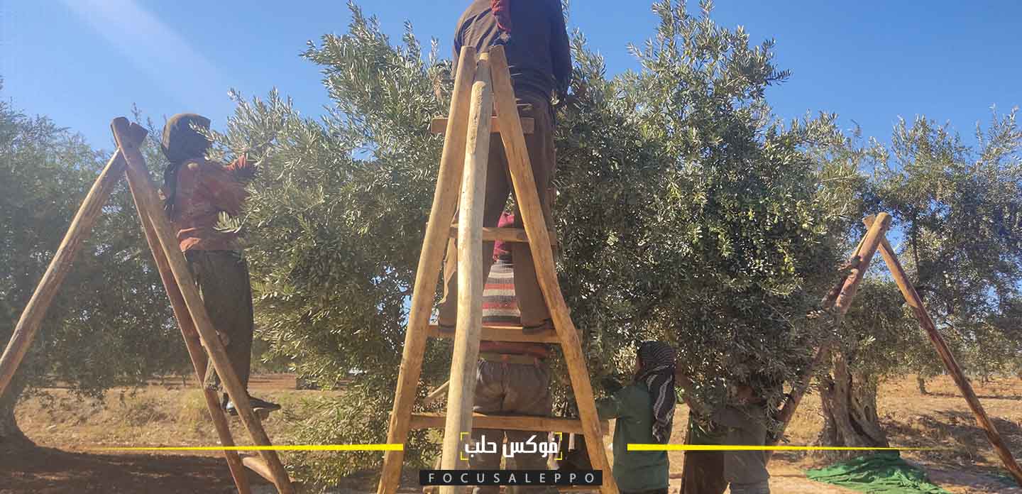 قطاف الزيتون في عفرين