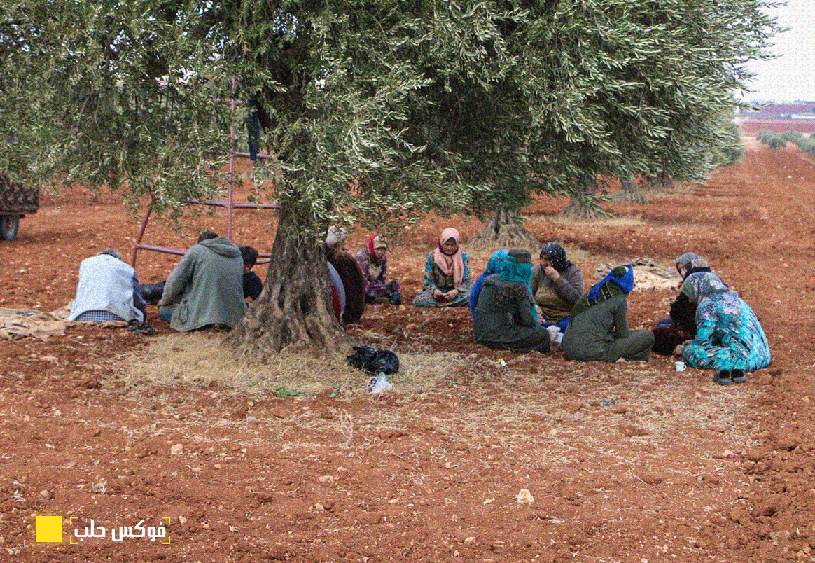 عاملات أثناء قطاف الزيتون - أرشيف فوكس حلب