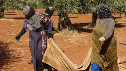 “الحياة مرّة متل الزيتون” .. حكاية نساء عاملات في موسم قطاف الزيتون