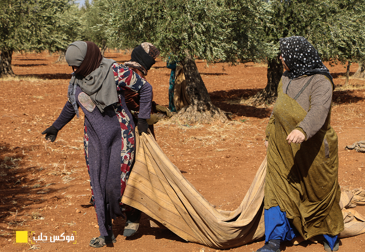 عاملات أثناء قطاف الزيتون - أرشيف فوكس حلب