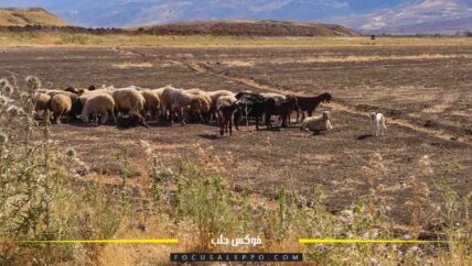  الماشية تأكل نفسها في الشمال السوري.. كساد في الأسواق وارتفاع في سعر الأعلاف