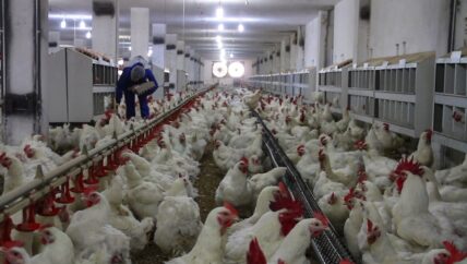 مقصوف أو نافق… فروج إدلب عبء على المربين