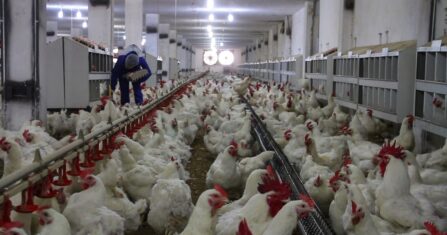 بعد تضاعف ثمنه.. الفرّوج يطير عن موائد سوريين