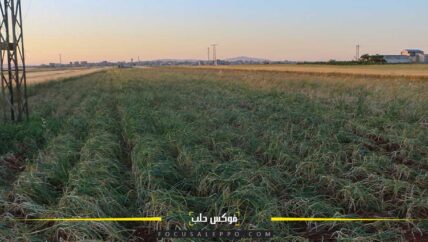 الثوم .. يخيب آمال زارعيه