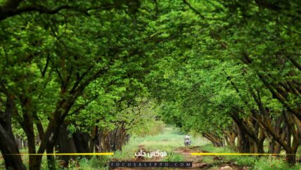 العوامل الجوية تتسبّب بخسائر كبيرة لأصحاب بساتين الأشجار المثمرة في حوض العاصي