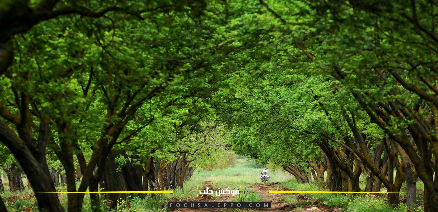 من بساتين منطقة حارم شمالي إدلب - فوكس حلب