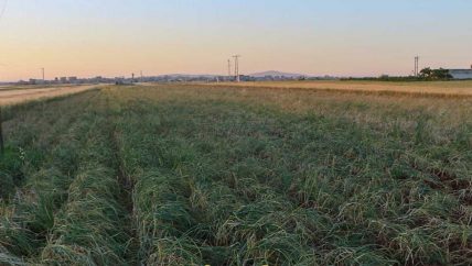 الثوم .. يخيب آمال زارعيه