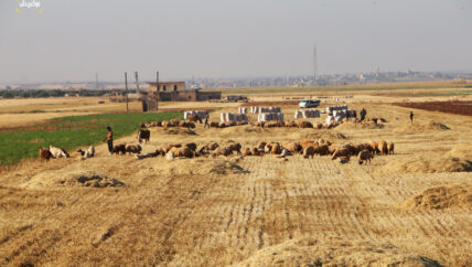 في موسم الحصاد.. الفلاح يَعد أكوام التبن عوضاً عن أكياس القمح